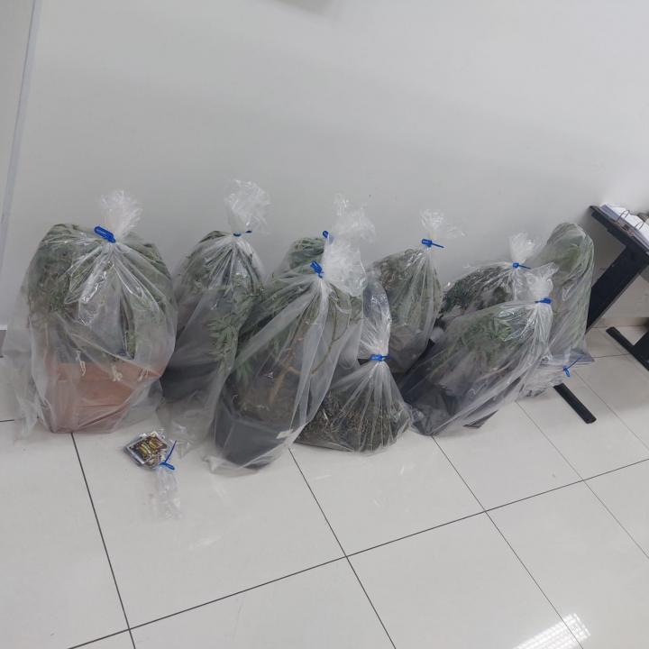 Foto 2 de 4 — 12 pés de maconha são flagrados em residência de Araraquara